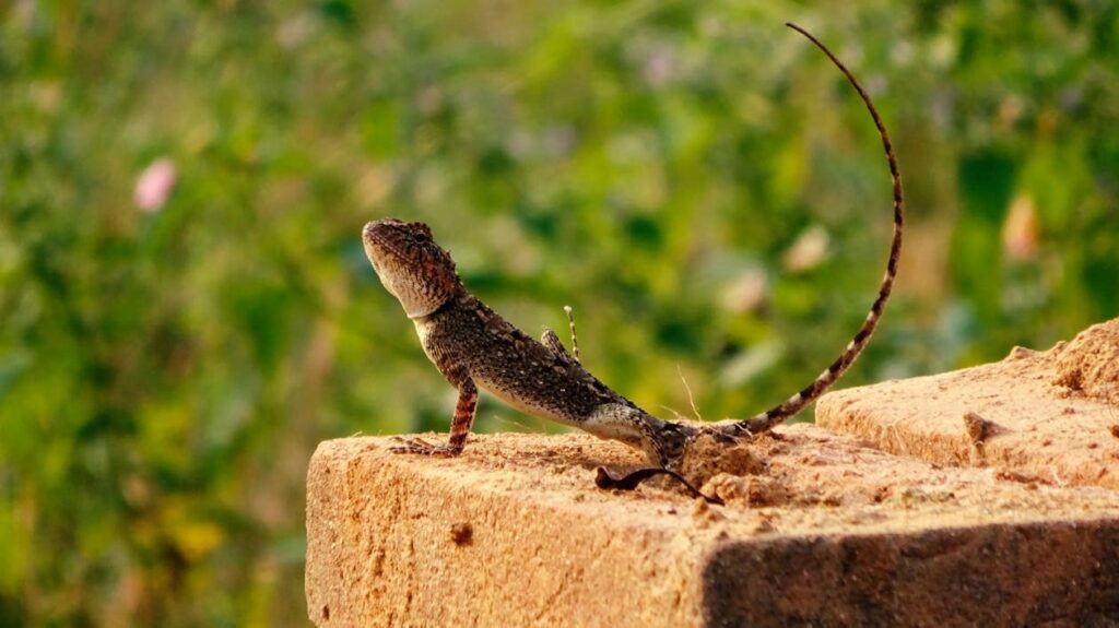 Working Long Tail Keywords into your SEO Strategy